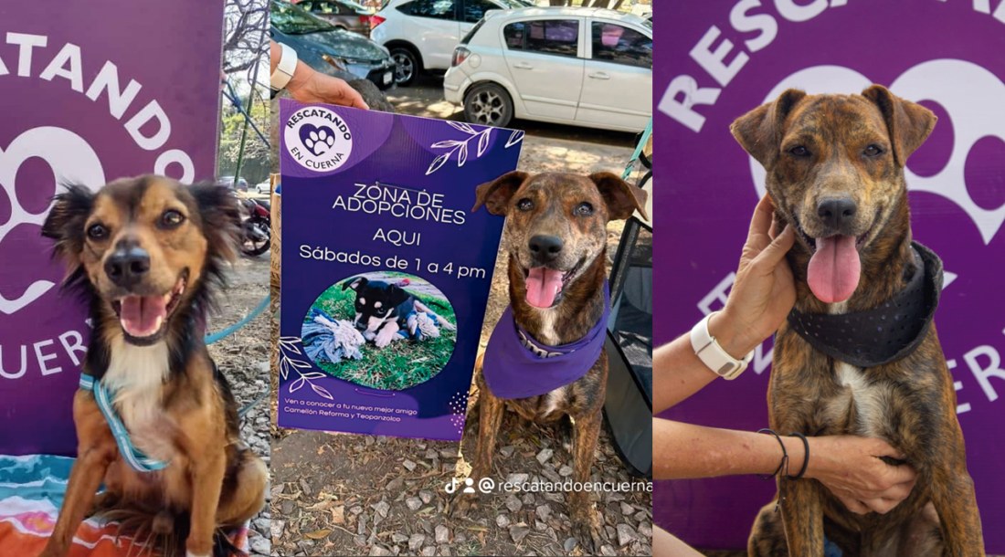 Rescatando en Cuerna, salvando a los animalitos