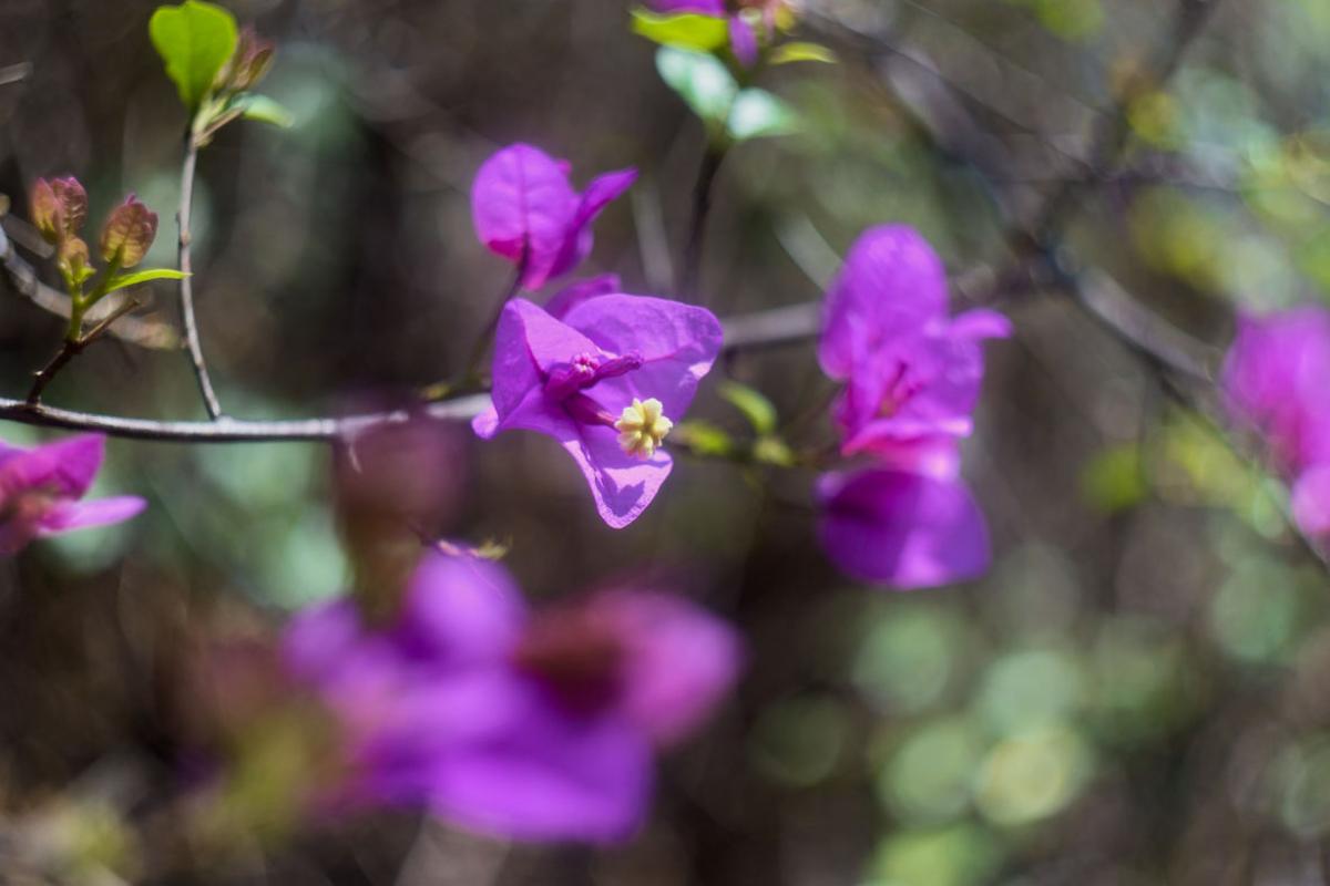 La bugambilia, recurso biocultural adoptado por el mundo